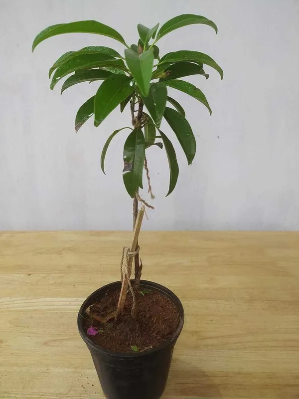 Chiku_Plant_(Hybrid,_Pack_of_1)