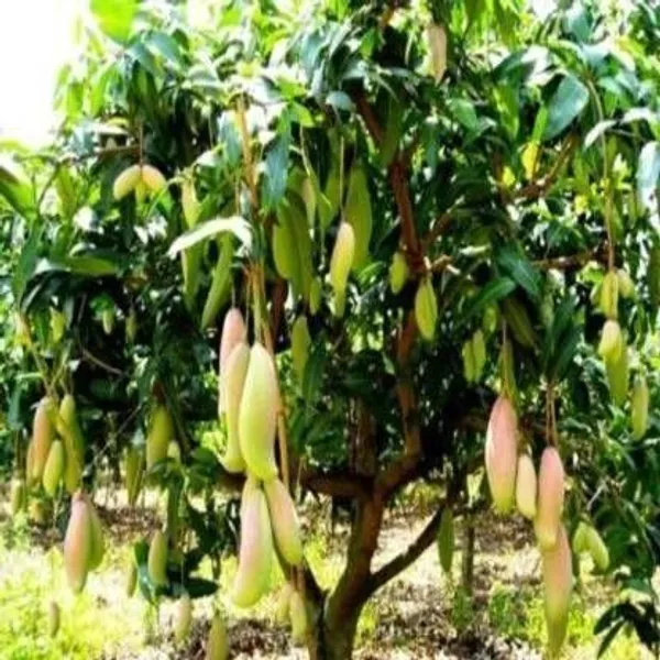 Mango_Plant_(Hybrid,_Pack_of_1)