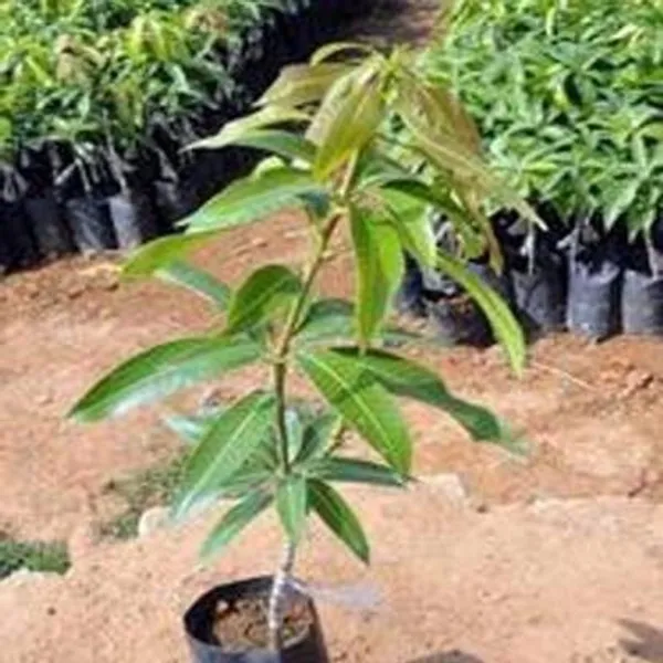 Mango_Plant_(Hybrid,_Pack_of_1)