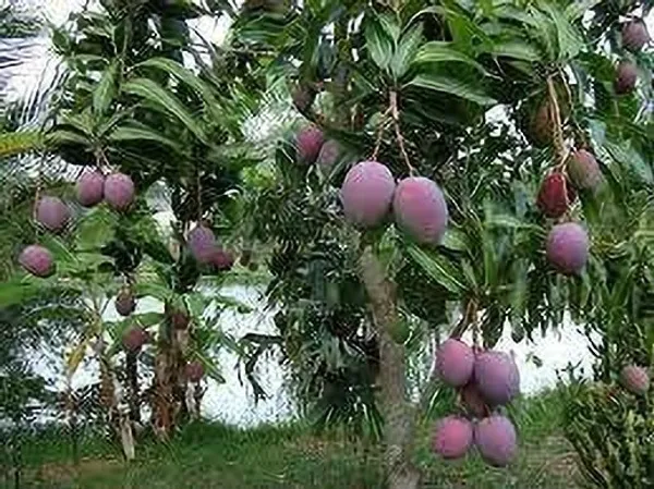 Mango_Plant_(Hybrid,_Pack_of_1)