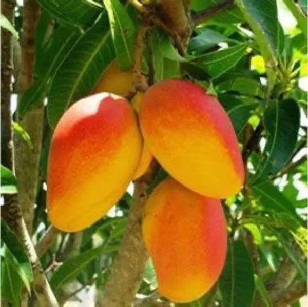 Mango_Plant_(Hybrid,_Pack_of_1)