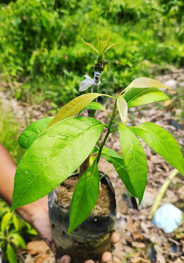 Mango_Plant_(Hybrid,_Pack_of_1)