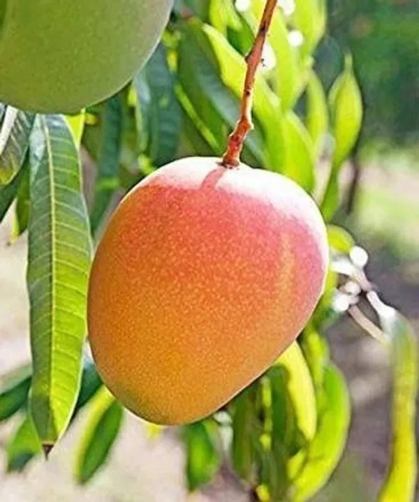 Mango_Plant_(Hybrid,_Pack_of_1)