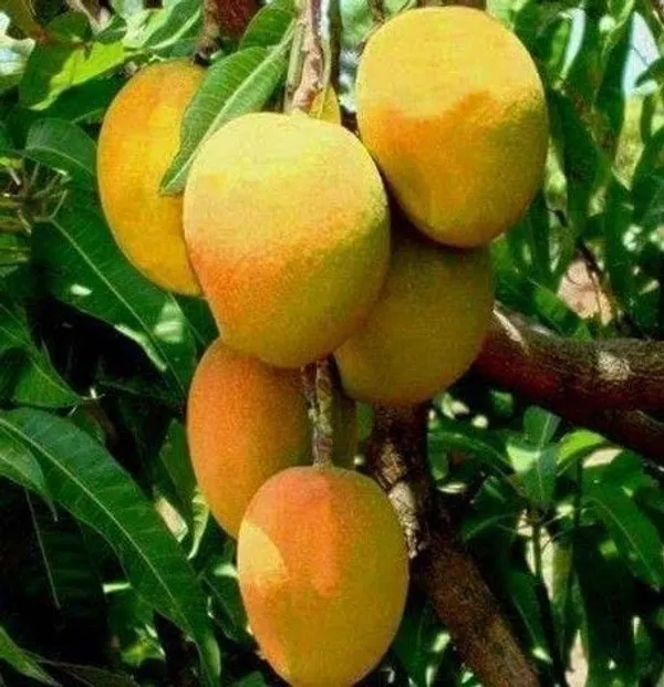 Mango_Plant_(Hybrid,_Pack_of_1)
