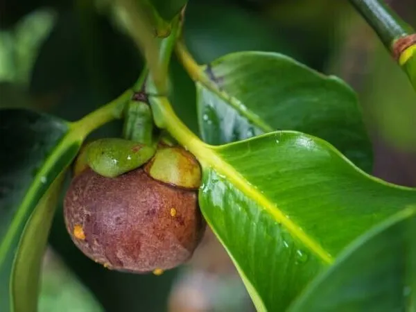 Mangosteen_Plant_(Hybrid,_Pack_of_1)