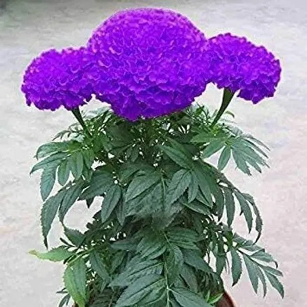 Marigold_Plant_(Hybrid,_Pack_of_1)