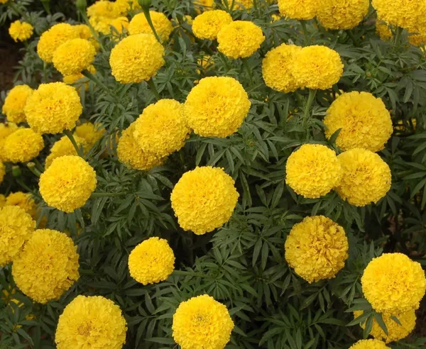 Marigold_Plant_(Hybrid,_Pack_of_1)