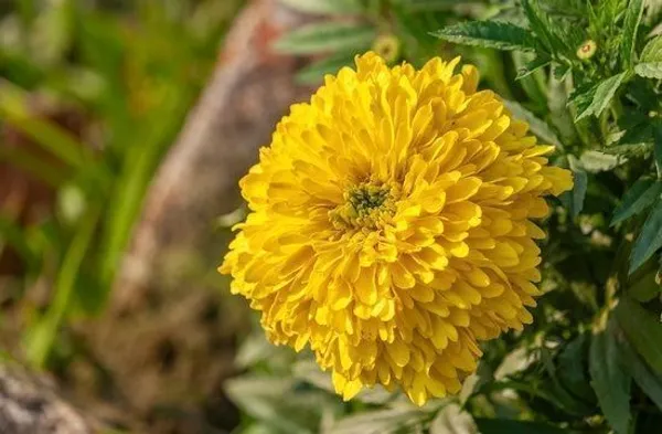 Marigold_Plant_(Hybrid,_Pack_of_1)