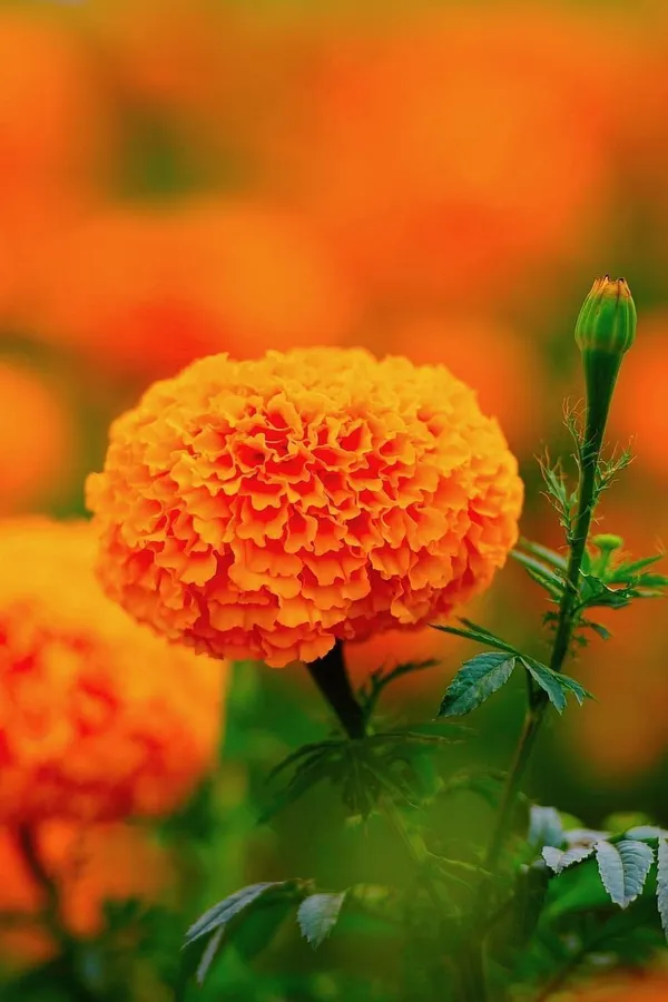 Marigold_Plant_(Hybrid,_Pack_of_1)