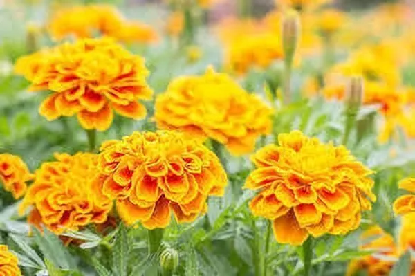 Marigold_Plant_(Hybrid,_Pack_of_1)
