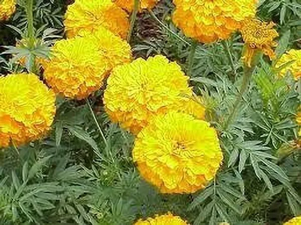 Marigold_Plant_(Hybrid,_Pack_of_1)