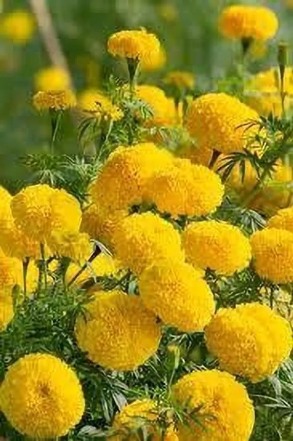 Marigold_Plant_(Hybrid,_Pack_of_1)