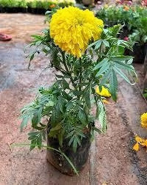 Marigold_Plant_(Hybrid,_Pack_of_1)