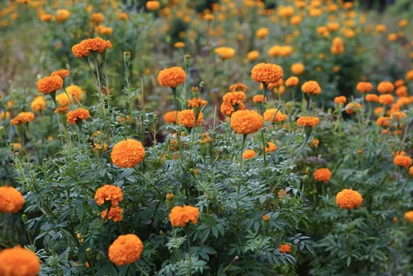 Marigold_Plant_(Hybrid,_Pack_of_1)