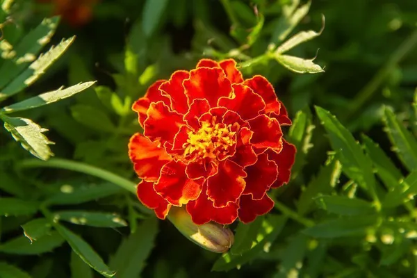 Marigold_Plant_(Hybrid,_Pack_of_1)