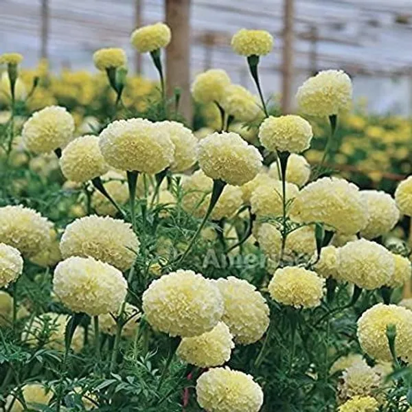 Marigold_Plant_(Hybrid,_Pack_of_1)