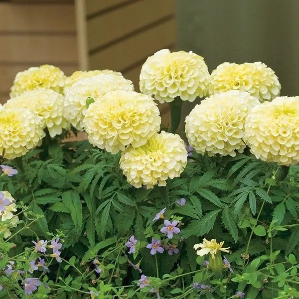 Marigold_Plant_(Hybrid,_Pack_of_1)