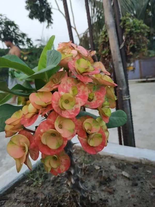 Cissus_Plant_(Hybrid,_Pack_of_1)