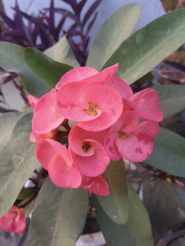 Cissus_Plant_(Hybrid,_Pack_of_1)