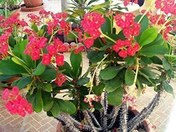 Euphorbia_Plant_(Hybrid,_Pack_of_1)