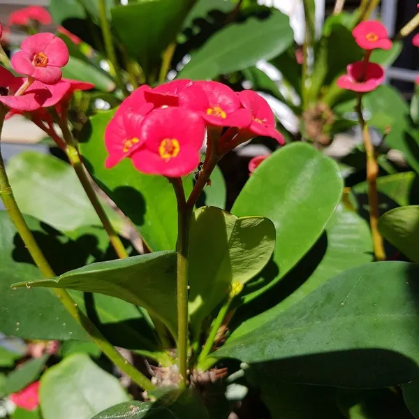 Euphorbia_Plant_(Hybrid,_Pack_of_1)