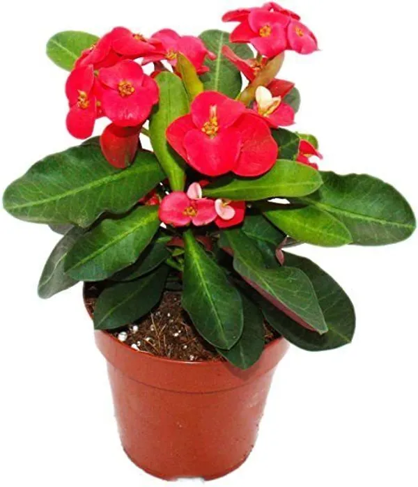 Euphorbia_Plant_(Hybrid,_Pack_of_1)