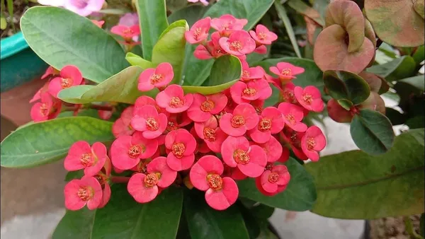 Euphorbia_Plant_(Hybrid,_Pack_of_1)