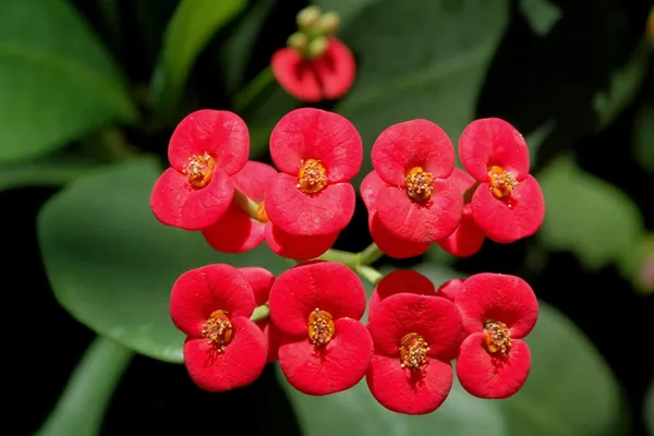 Euphorbia_Plant_(Hybrid,_Pack_of_1)