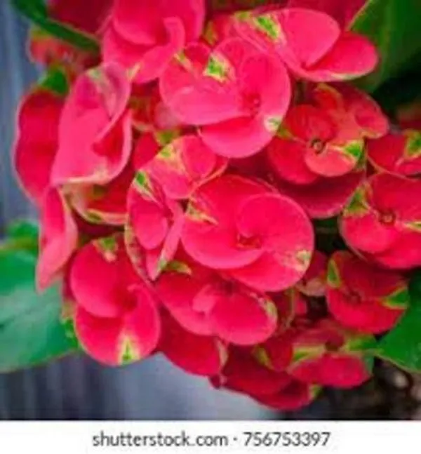 Euphorbia_Plant_(Hybrid,_Pack_of_1)