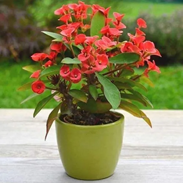 Lily_Plant_(Hybrid,_Pack_of_1)