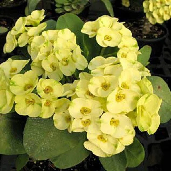 Euphorbia_Plant_(Hybrid,_Pack_of_1)