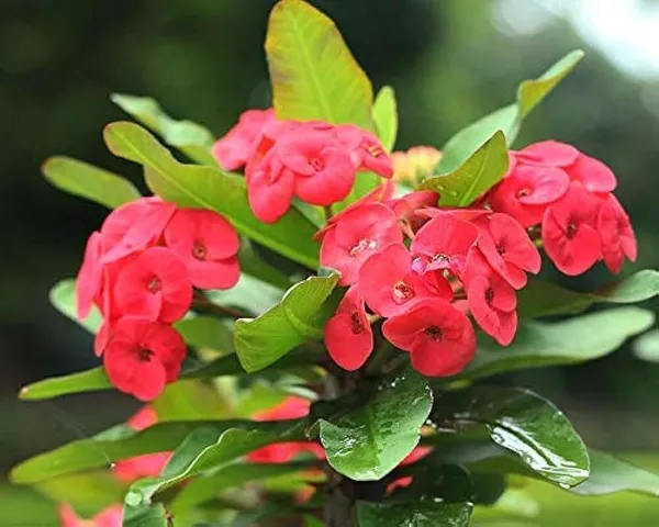Euphorbia_Plant_(Hybrid,_Pack_of_1)