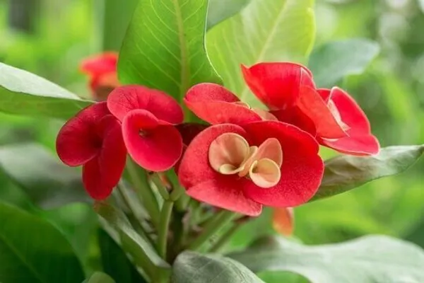 Euphorbia_Plant_(Hybrid,_Pack_of_1)