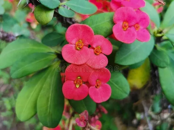 Euphorbia_Plant_(Hybrid,_Pack_of_1)