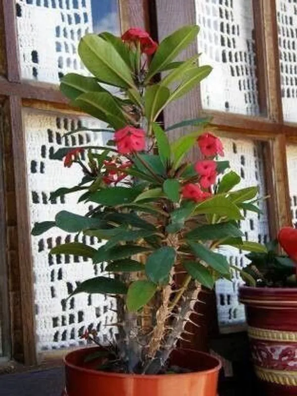 Euphorbia_Plant_(Hybrid,_Pack_of_1)