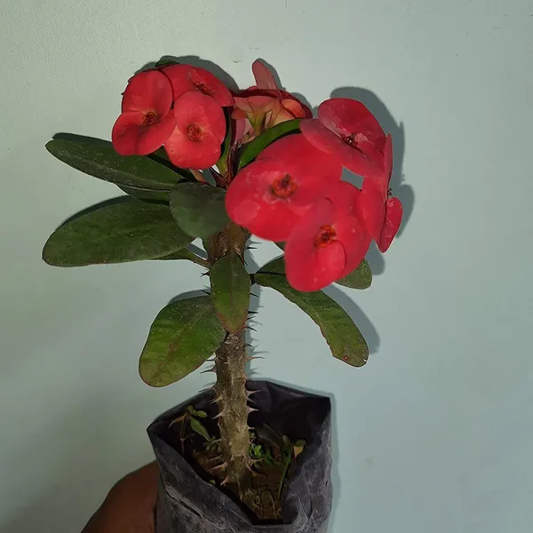Cactus_Opuntia_Microdasys_Plant_(Hybrid,_Pack_of_1)