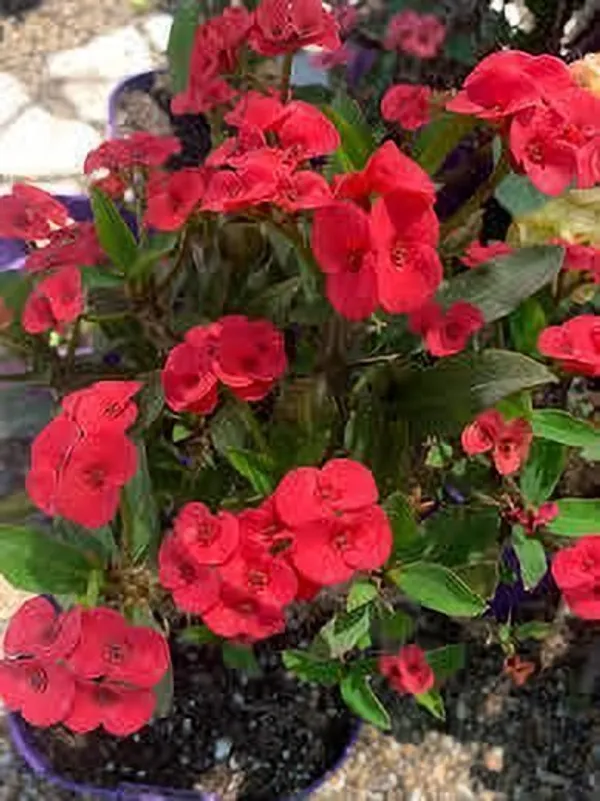 Euphorbia_Plant_(Hybrid,_Pack_of_1)