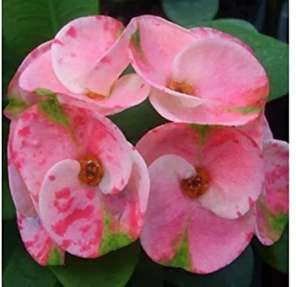 Euphorbia_Plant_(Hybrid,_Pack_of_1)