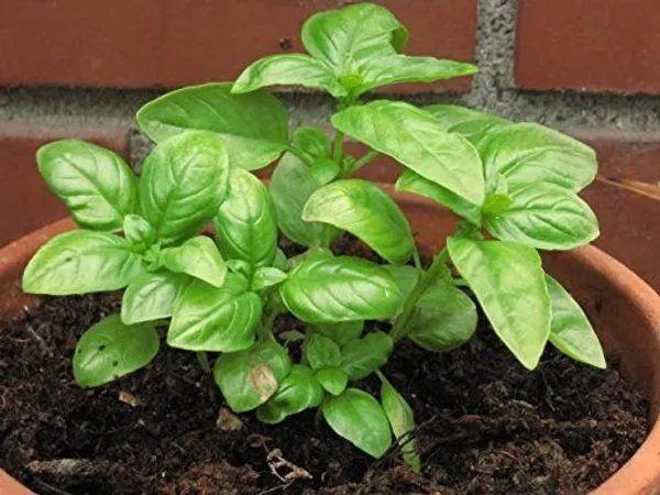Basil_Plant_(Hybrid,_Pack_of_1)