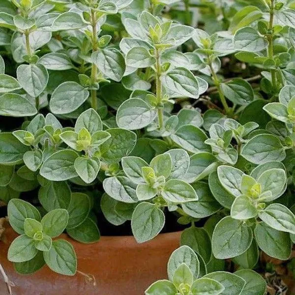Marjoram_Plant_(Hybrid,_Pack_of_1)