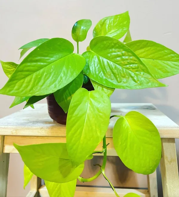 Money_Plant_(Hybrid,_Pack_of_1)