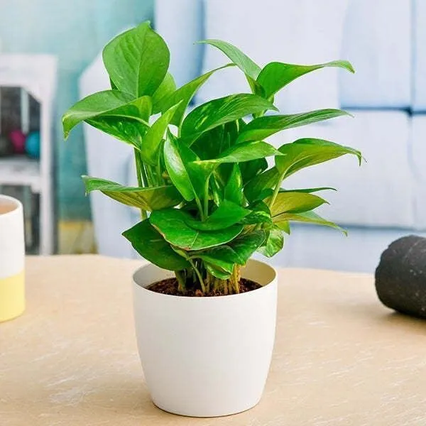 Money_Plant_(Hybrid,_Pack_of_1)