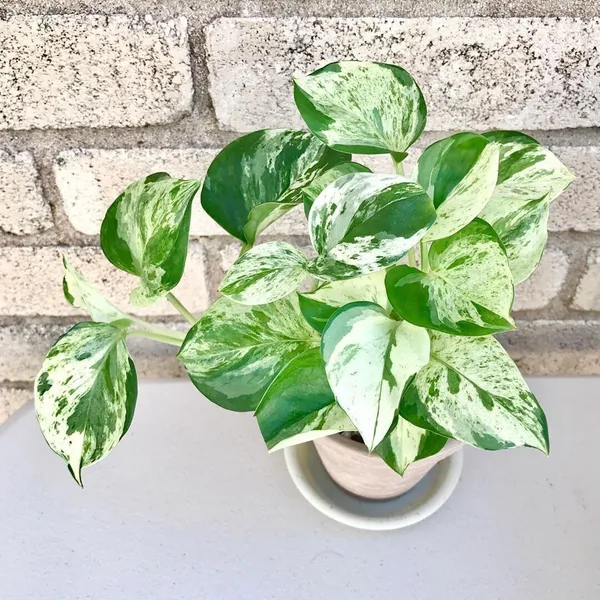 Money_Plant_(Hybrid,_Pack_of_1)