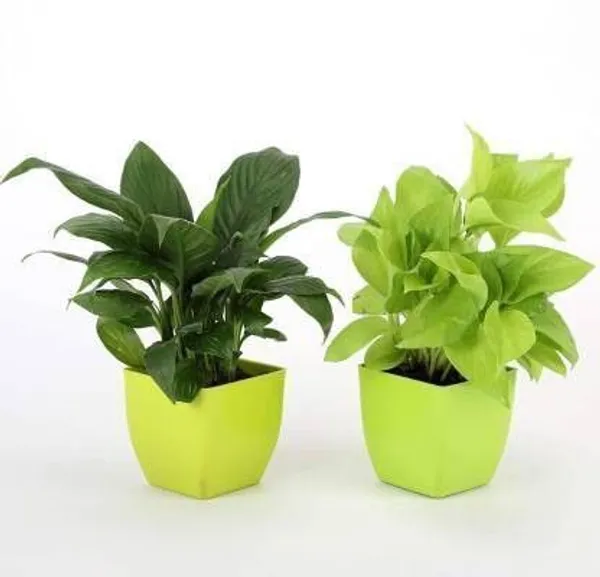 Money_Plant_(Hybrid,_Pack_of_1)