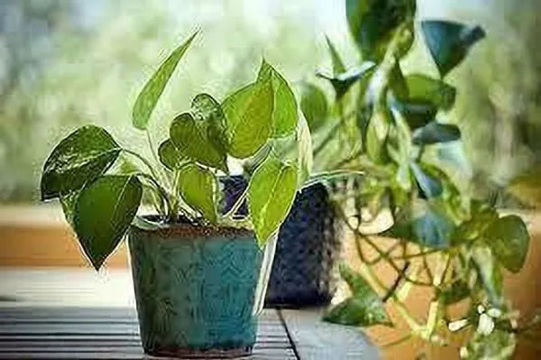 Money_Plant_(Hybrid,_Pack_of_1)