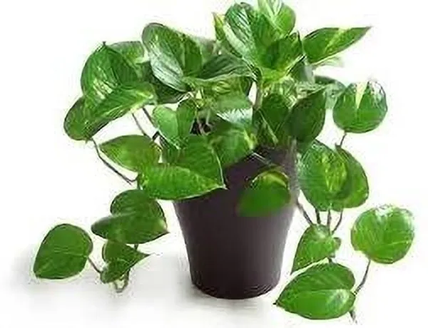 Litchi_Plant_(Hybrid,_Pack_of_1)