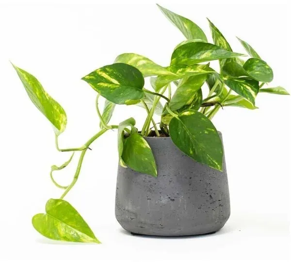 Money_Plant_(Hybrid,_Pack_of_1)