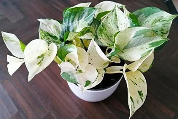 Money_Plant_(Hybrid,_Pack_of_1)