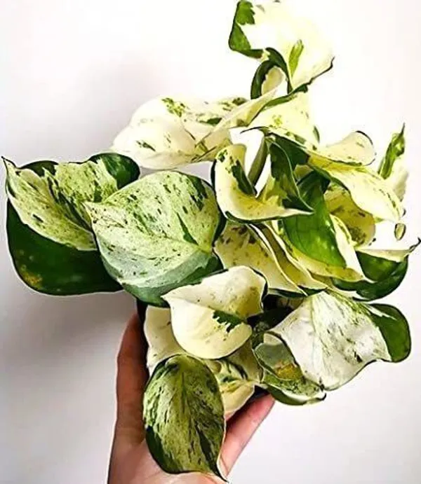 Money_Plant_(Hybrid,_Pack_of_1)