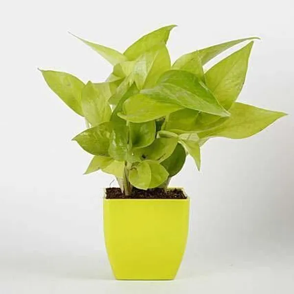 Money_Plant_(Hybrid,_Pack_of_1)